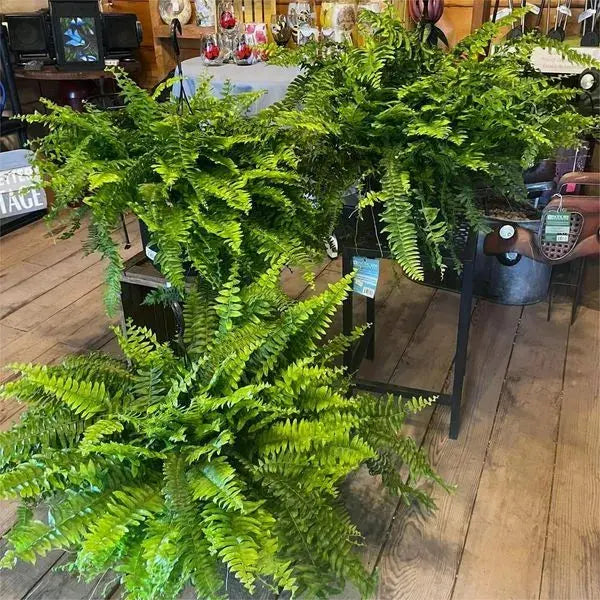 Sikunuo | Life-like UV-resistant artificial Boston fern