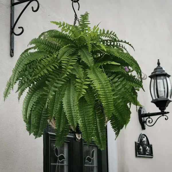 Sikunuo | Life-like UV-resistant artificial Boston fern