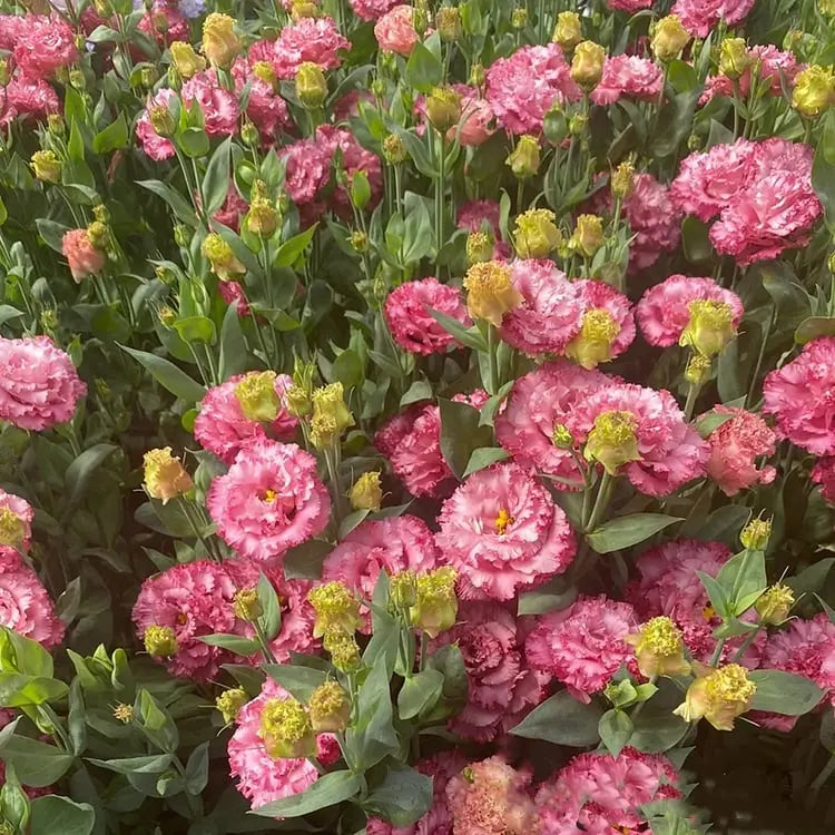 Sikunuo | 200 Seeds Eustoma - Thornless Rose Seeds – Fast Germination & Long Blooming Period