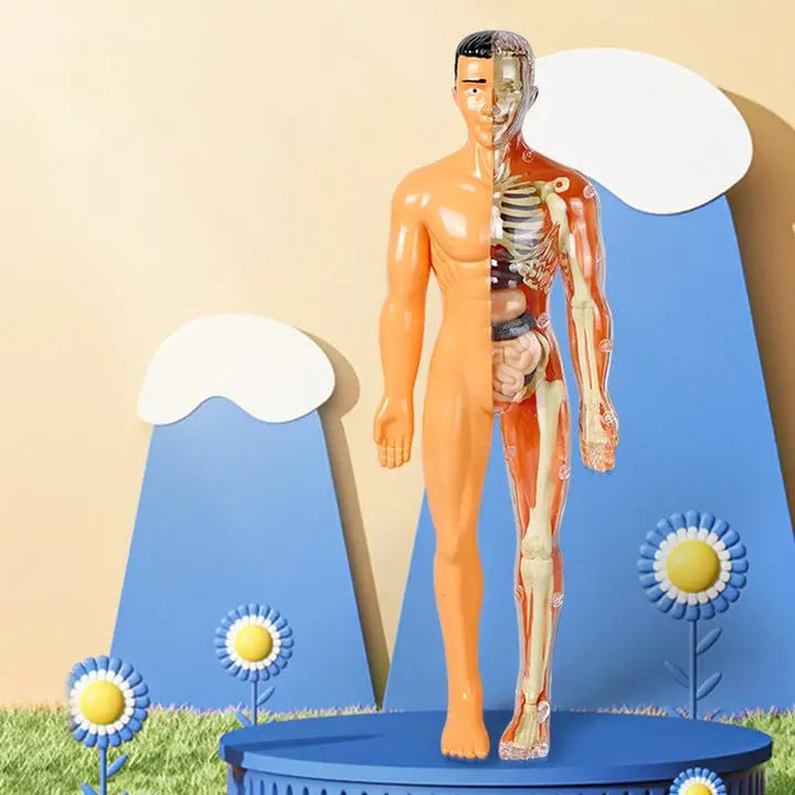 Sikunuo | 3D model of the human body – Playful anatomy learning