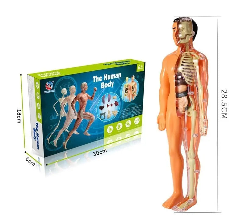 Sikunuo | 3D model of the human body – Playful anatomy learning