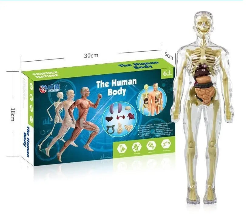 Sikunuo | 3D model of the human body – Playful anatomy learning