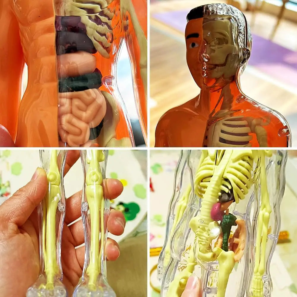 Sikunuo | 3D model of the human body – Playful anatomy learning