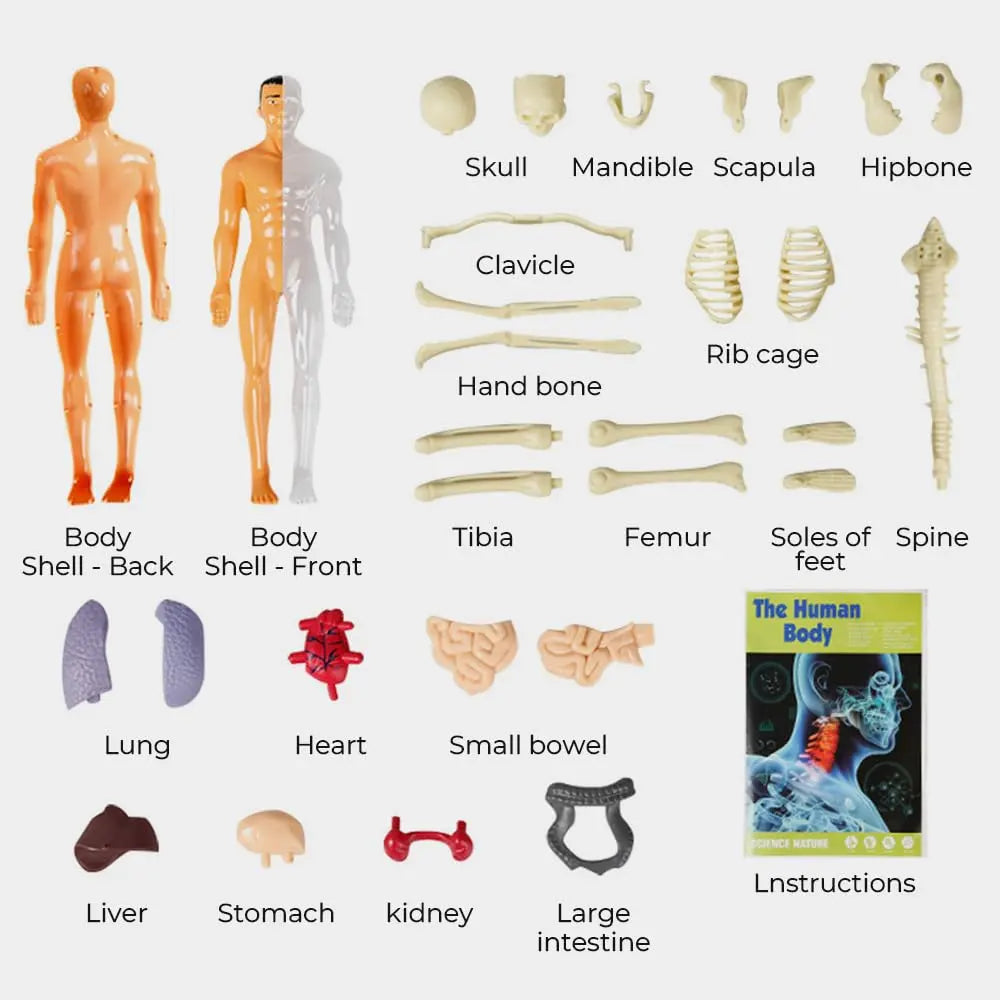 Sikunuo | 3D model of the human body – Playful anatomy learning