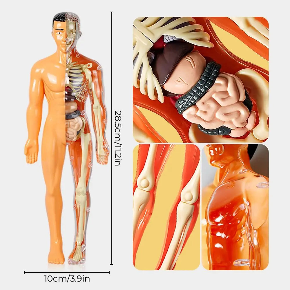 Sikunuo | 3D model of the human body – Playful anatomy learning