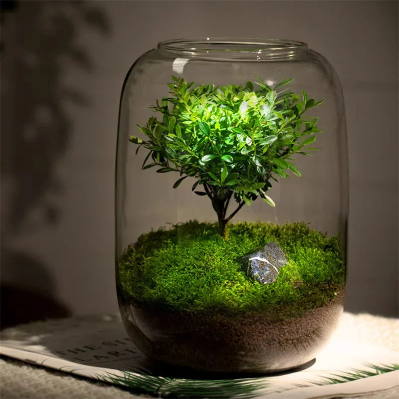 Sikunuo | Micro Landscape Glass Vase | Clear Terrarium Planter for Succulents & Home Decor