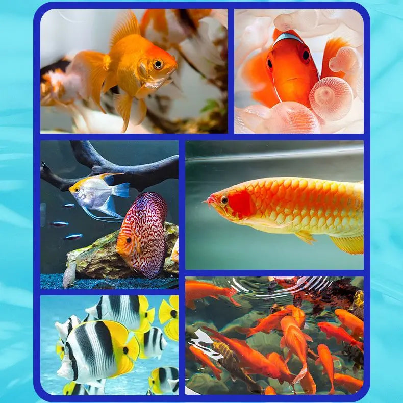 Sikunuo | Aquarium Water Cleaner Solution