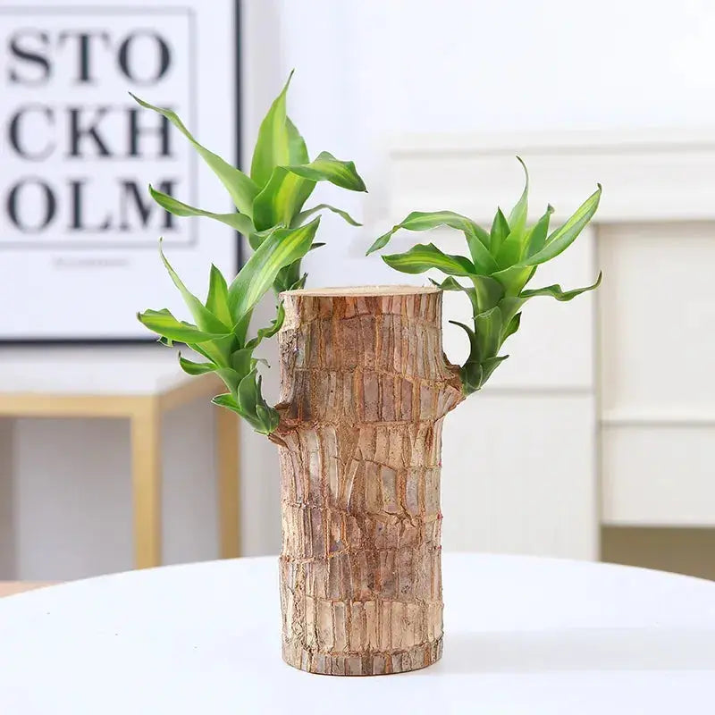 Sikunuo | Brazilian Lucky Wood – Air Purifying & Fortune Bringing Plant