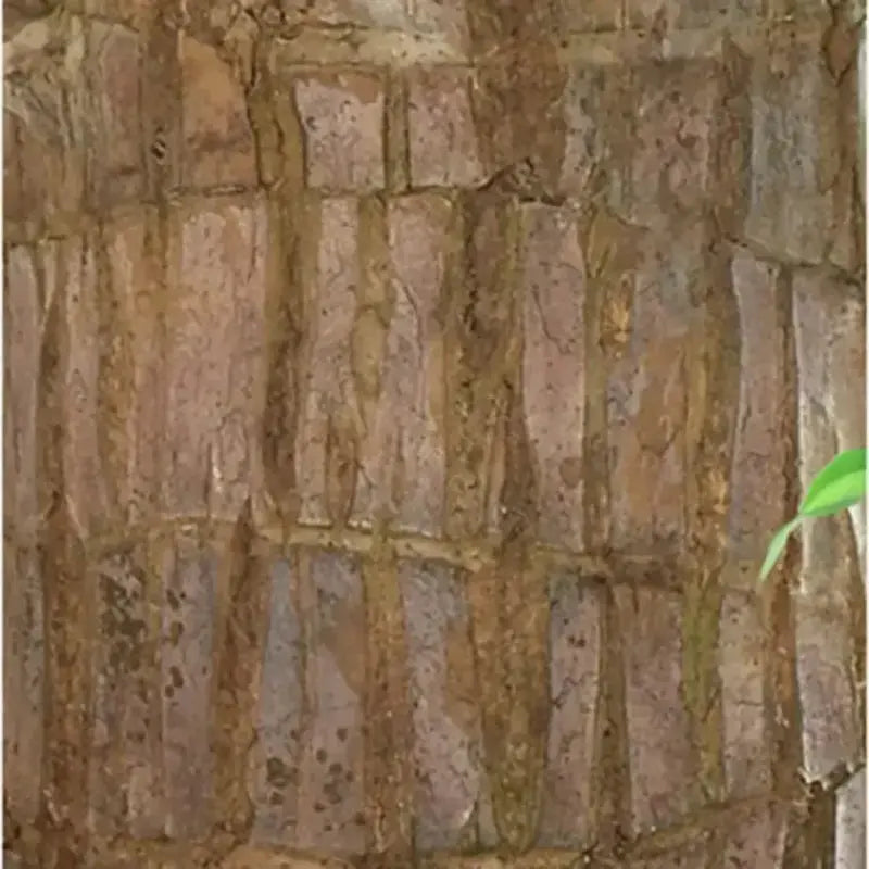 Sikunuo | Brazilian Lucky Wood – Air Purifying & Fortune Bringing Plant