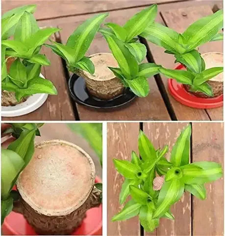 Sikunuo | Brazilian Lucky Wood – Air Purifying & Fortune Bringing Plant