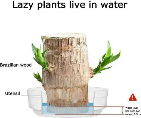 Sikunuo | Brazilian Lucky Wood – Air Purifying & Fortune Bringing Plant