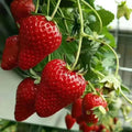 Sikunuo | CREAM-STRAWBERRY –Year-round strawberry seeds–High yield!