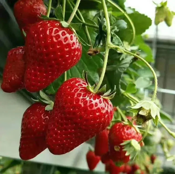 Sikunuo | CREAM-STRAWBERRY –Year-round strawberry seeds–High yield!