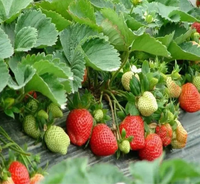 Sikunuo | CREAM-STRAWBERRY –Year-round strawberry seeds–High yield!