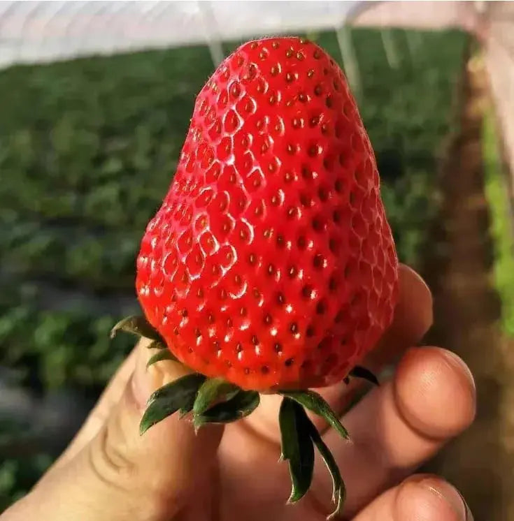Sikunuo | CREAM-STRAWBERRY –Year-round strawberry seeds–High yield!