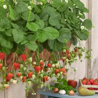 Sikunuo | CREAM-STRAWBERRY –Year-round strawberry seeds–High yield!