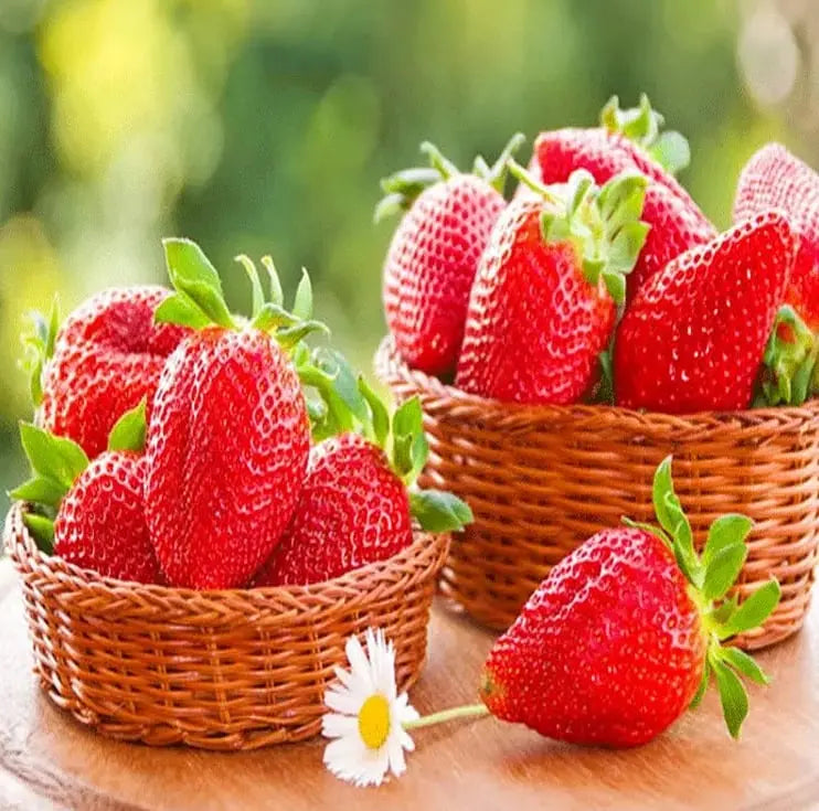 Sikunuo | CREAM-STRAWBERRY –Year-round strawberry seeds–High yield!