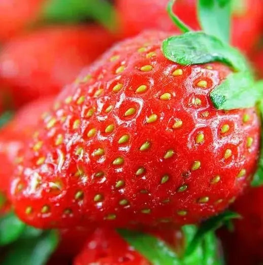 Sikunuo | CREAM-STRAWBERRY –Year-round strawberry seeds–High yield!