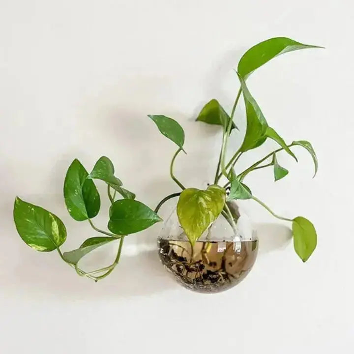 Sikunuo | Elegant Glass Wall Vases – For Cuttings & Decor