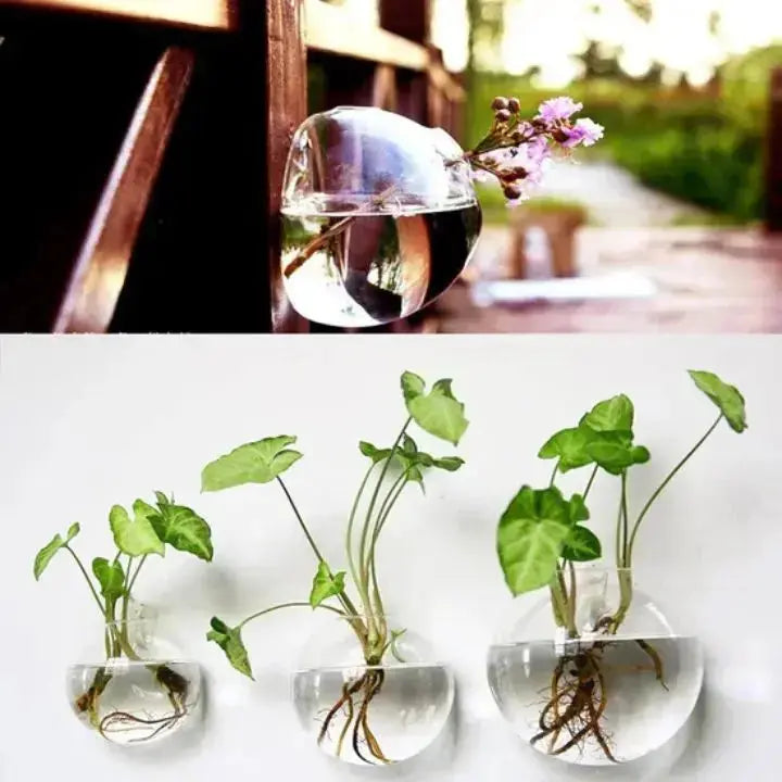 Sikunuo | Elegant Glass Wall Vases – For Cuttings & Decor