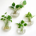 Sikunuo | Elegant Glass Wall Vases – For Cuttings & Decor