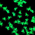 Sikunuo | 50Pcs Luminous Glowing Spiders Halloween Decoration