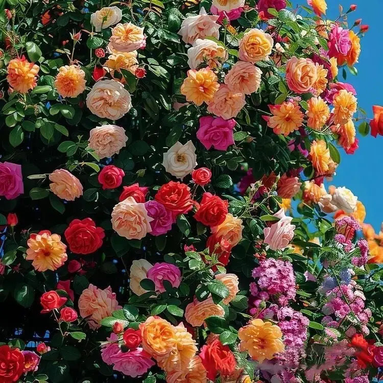 Sikunuo | Climbing Roses Together Pink Eden – timeless garden splendor