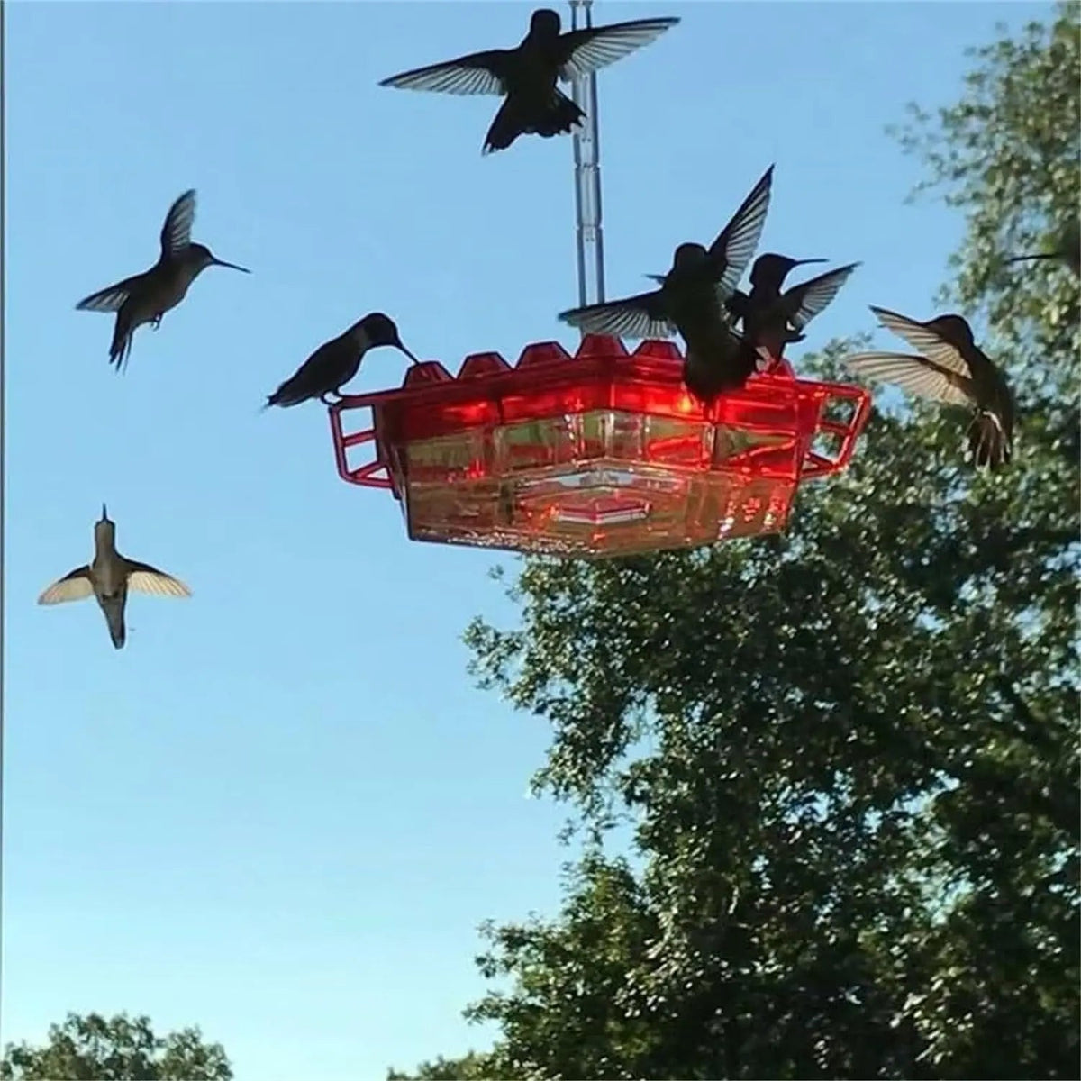 Sikunuo | Kolibri Feeder to Hang – For a Lively Garden Full of Color and Life