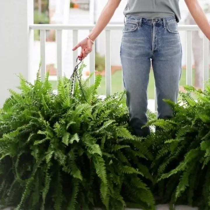 Sikunuo | Artificial Boston Fern Bundle - UV resistant & easy to care for (18 stems)