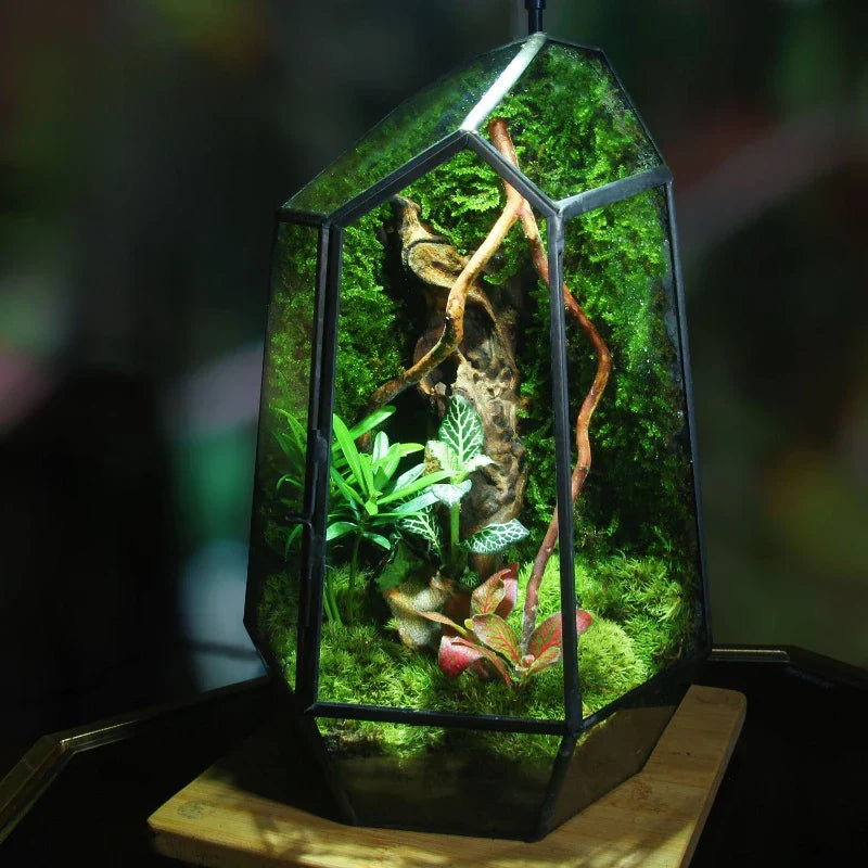 Sikunuo | Modern Geometric Nature-Inspired Botanical Terrarium
