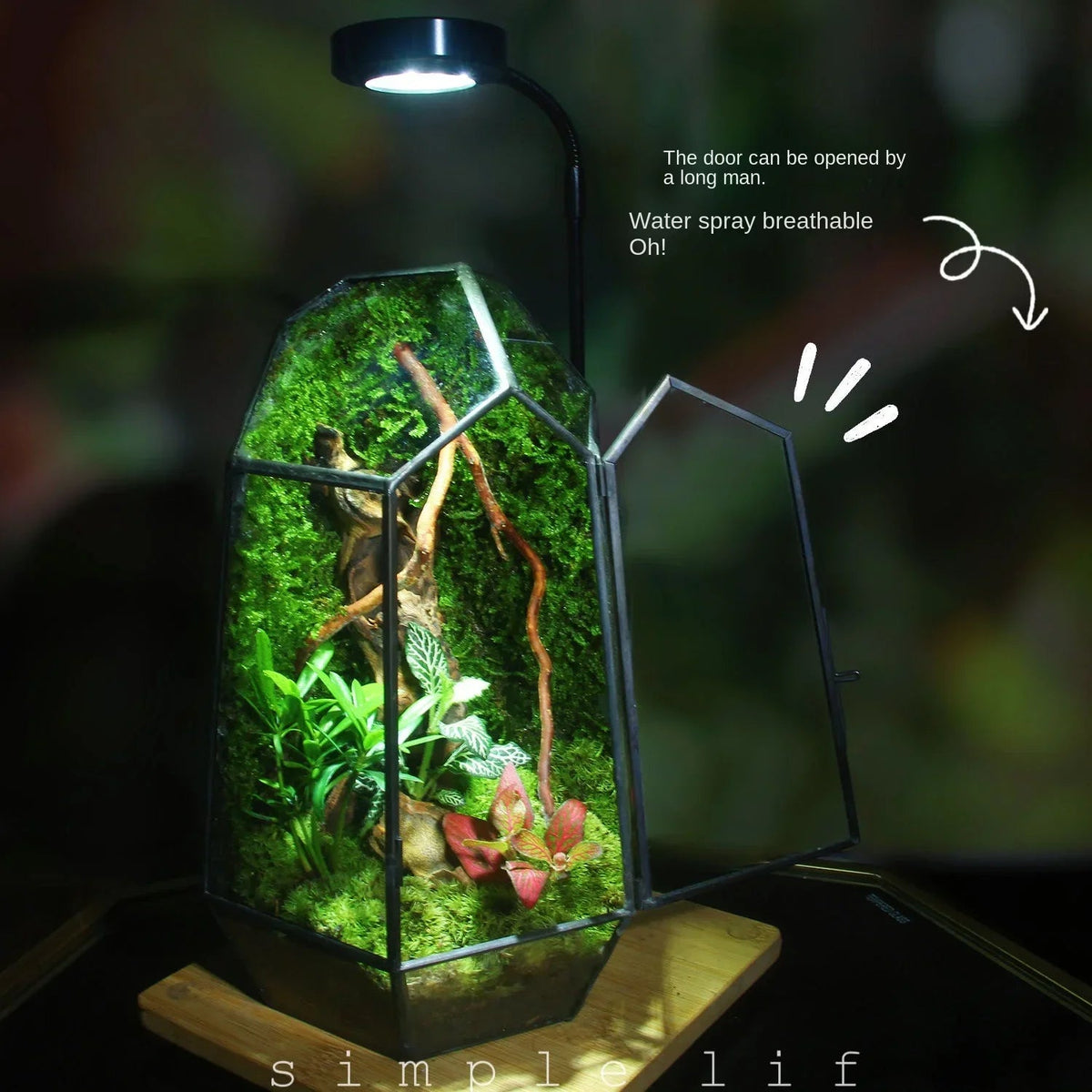 Sikunuo | Modern Geometric Nature-Inspired Botanical Terrarium