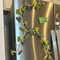 Sikunuo | 3D Printed Ivy Refrigerator Magnet — Realistic Plant Decoration with Strong Adhesion