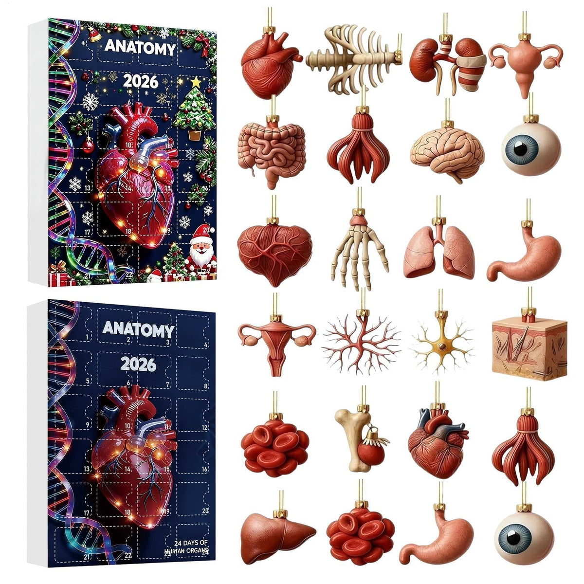 Anatomy Advent Calendar 2026 - 24 Human Organ Ornaments