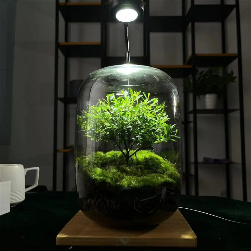 Sikunuo | Micro Landscape Glass Vase | Clear Terrarium Planter for Succulents & Home Decor