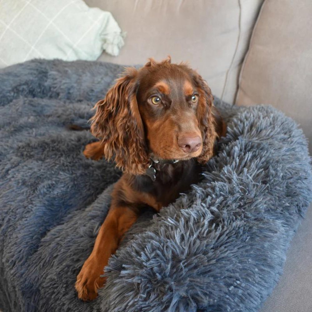 PawShield • Calming Dog Couch Cover