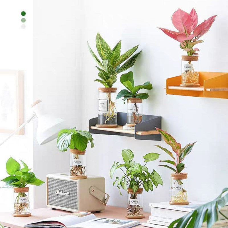 Sikunuo | Nordic Transparent Glass Wooden Flower Vase
