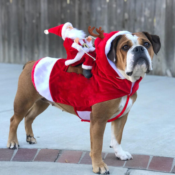 HollyPaws - cozy, adjustable Christmas outfit for dogs