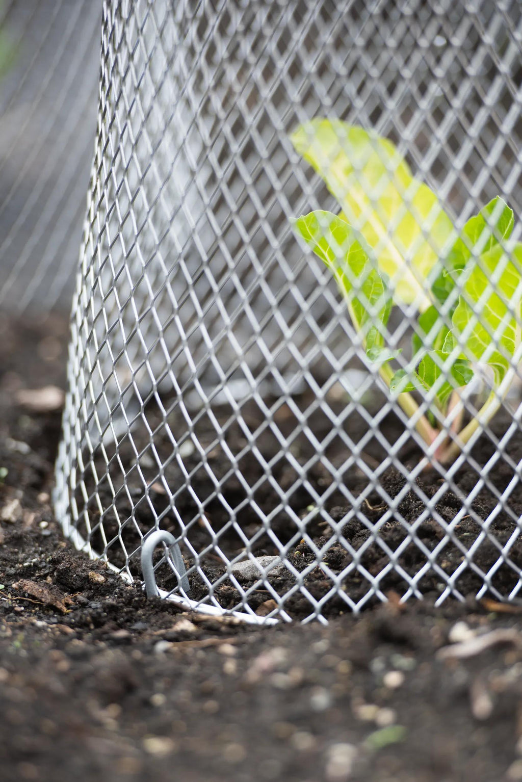Seedling Cloche, Set of 10