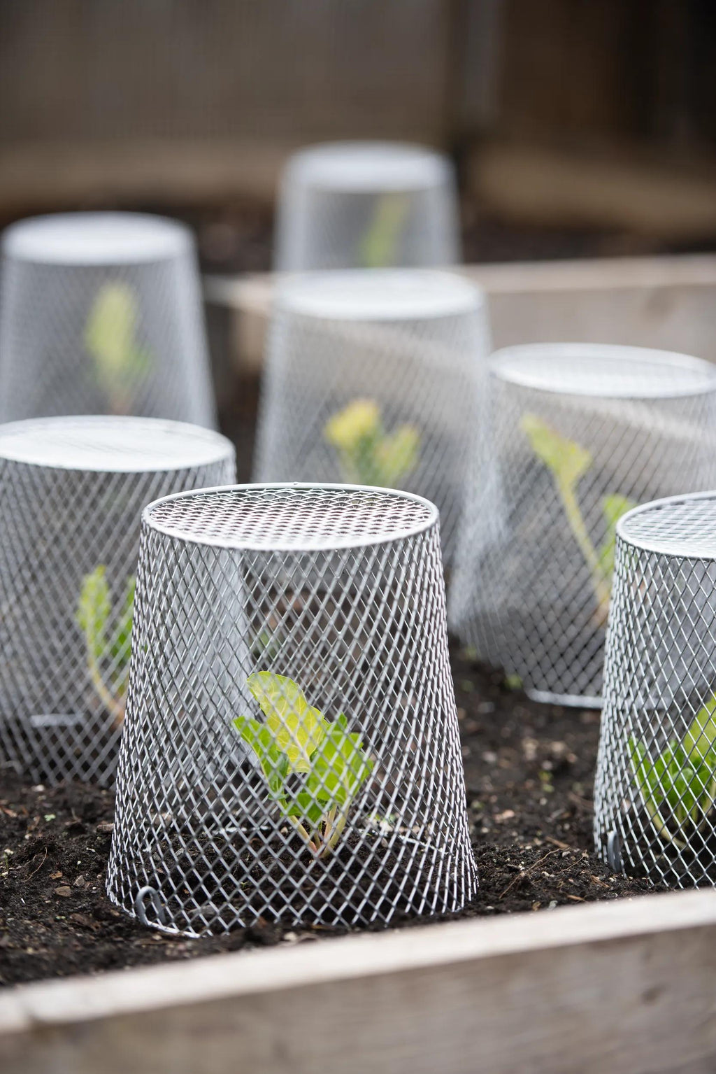 Seedling Cloche, Set of 10