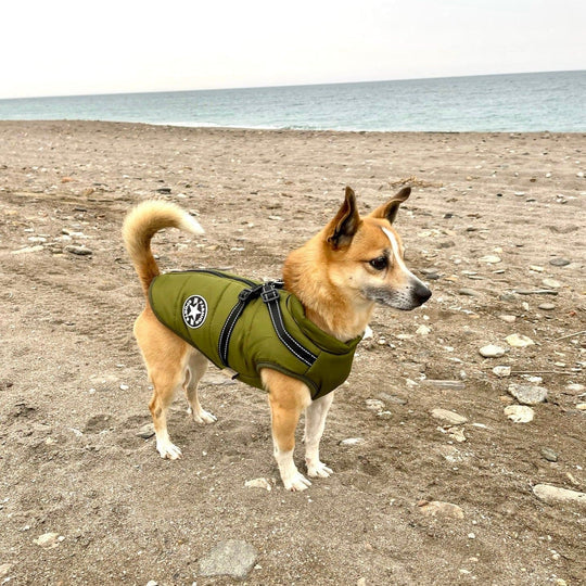 Waterproof Dog Jacket with Built-in Harness – Warm, Weather-resistant Dog Jacket for All Breeds