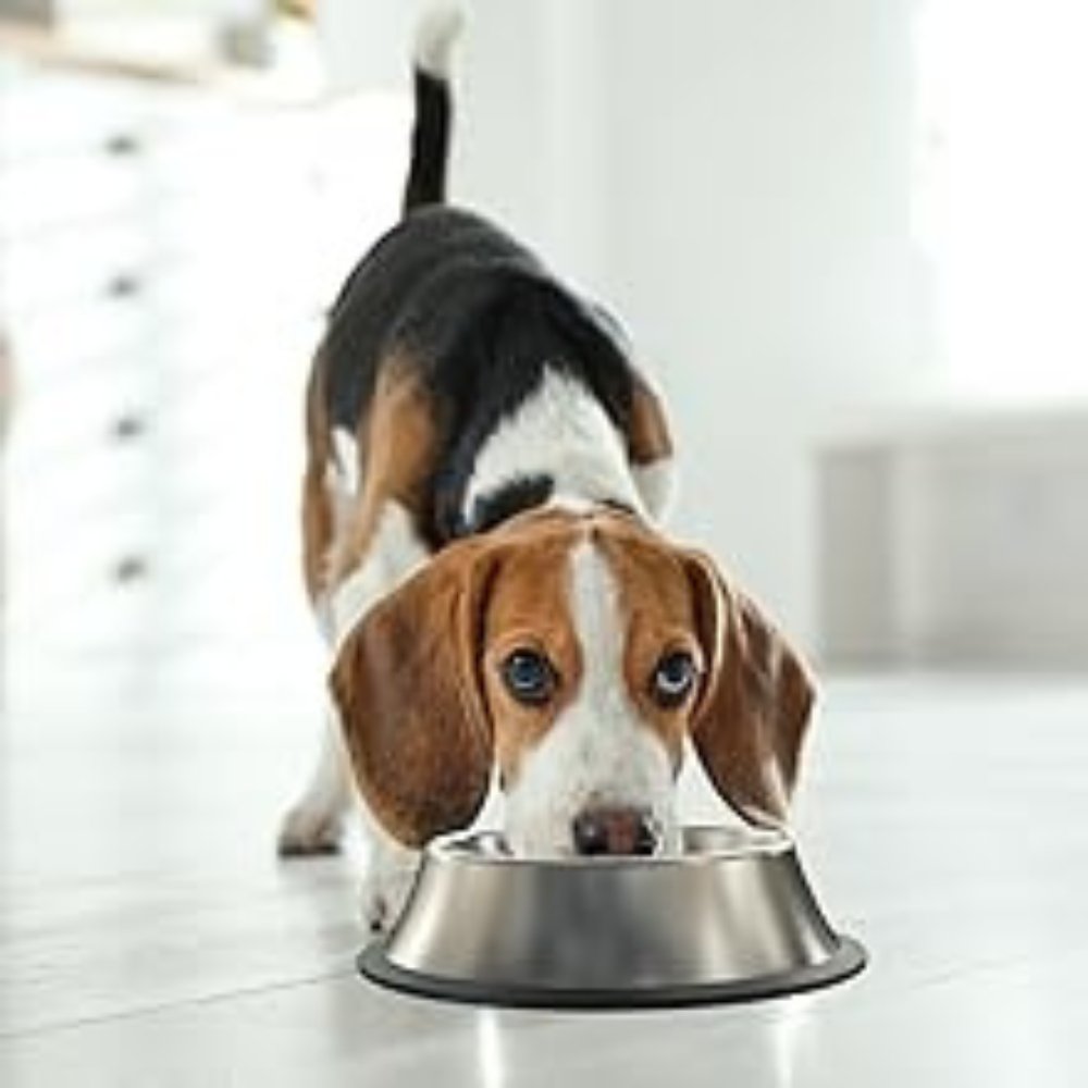 SlowFeed • Dog Feeding Bowl Slow